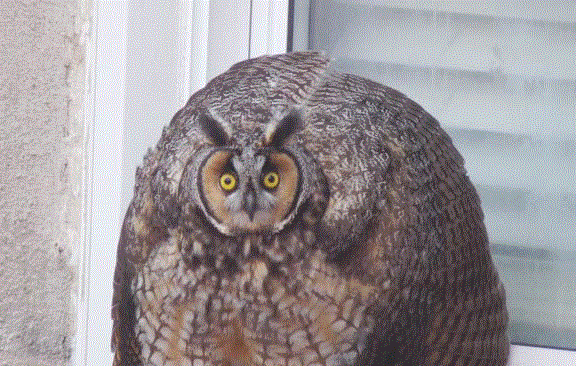 owl-gif.123209