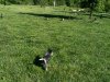 chasing ducks in the park.JPG