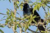 boat tailed grackle.jpg