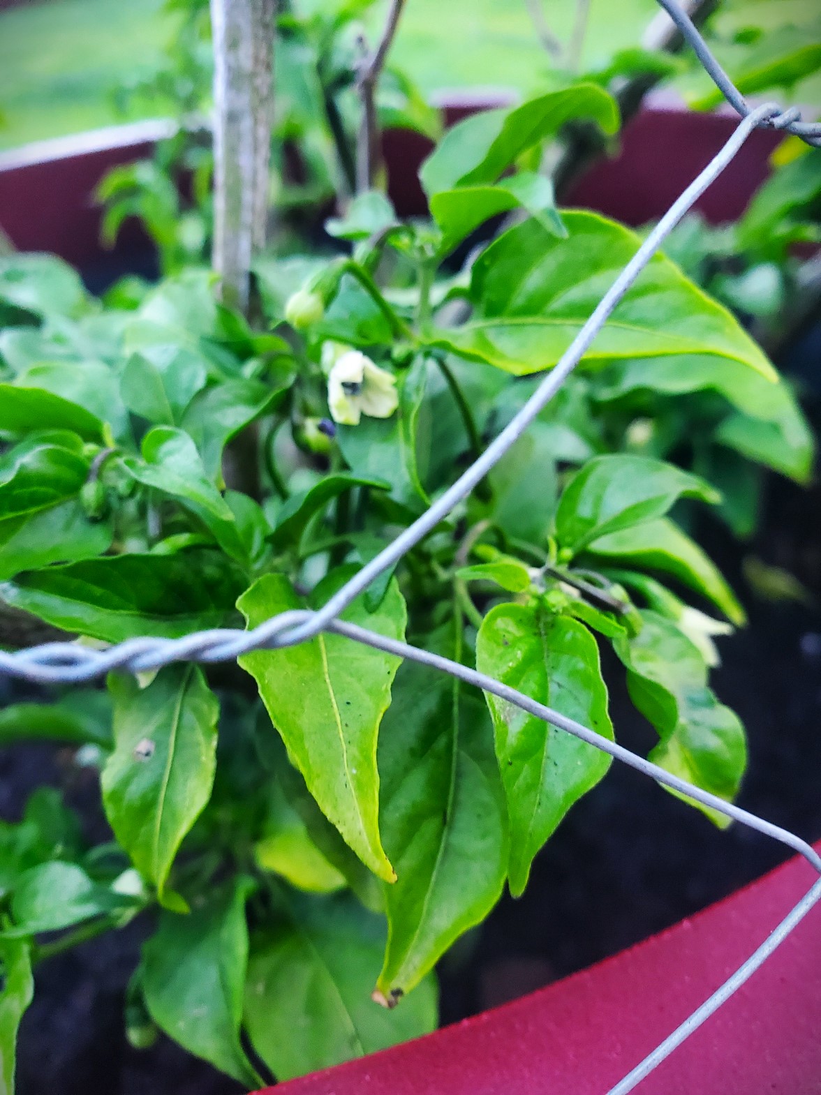 2nd year ghost pepper 1st flowers.jpg