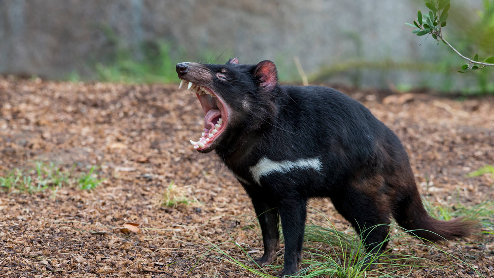 animals_hero_tasmaniandevil.jpg