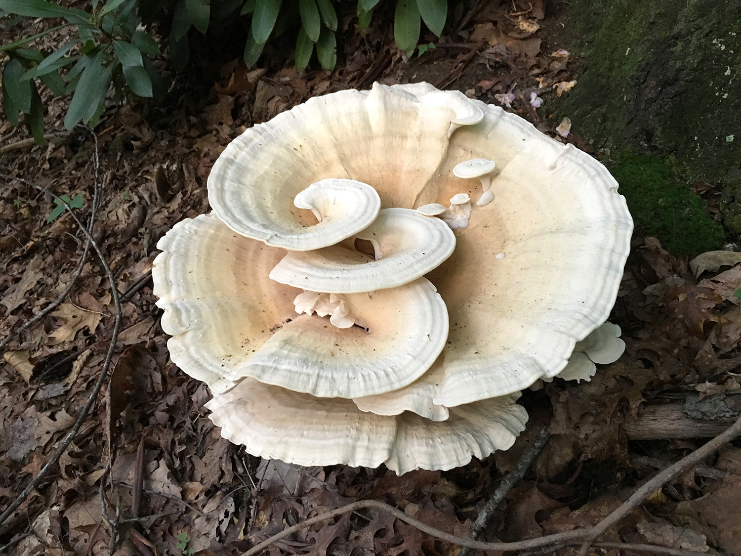 big-ass-mushroom-1.jpg