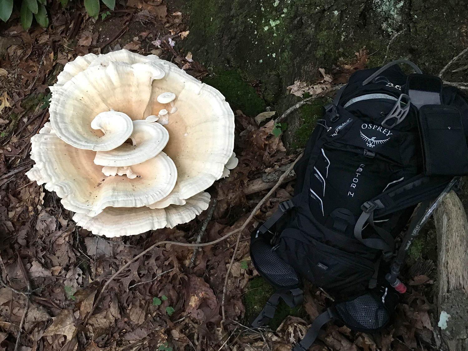 big-ass-mushroom-2.jpg