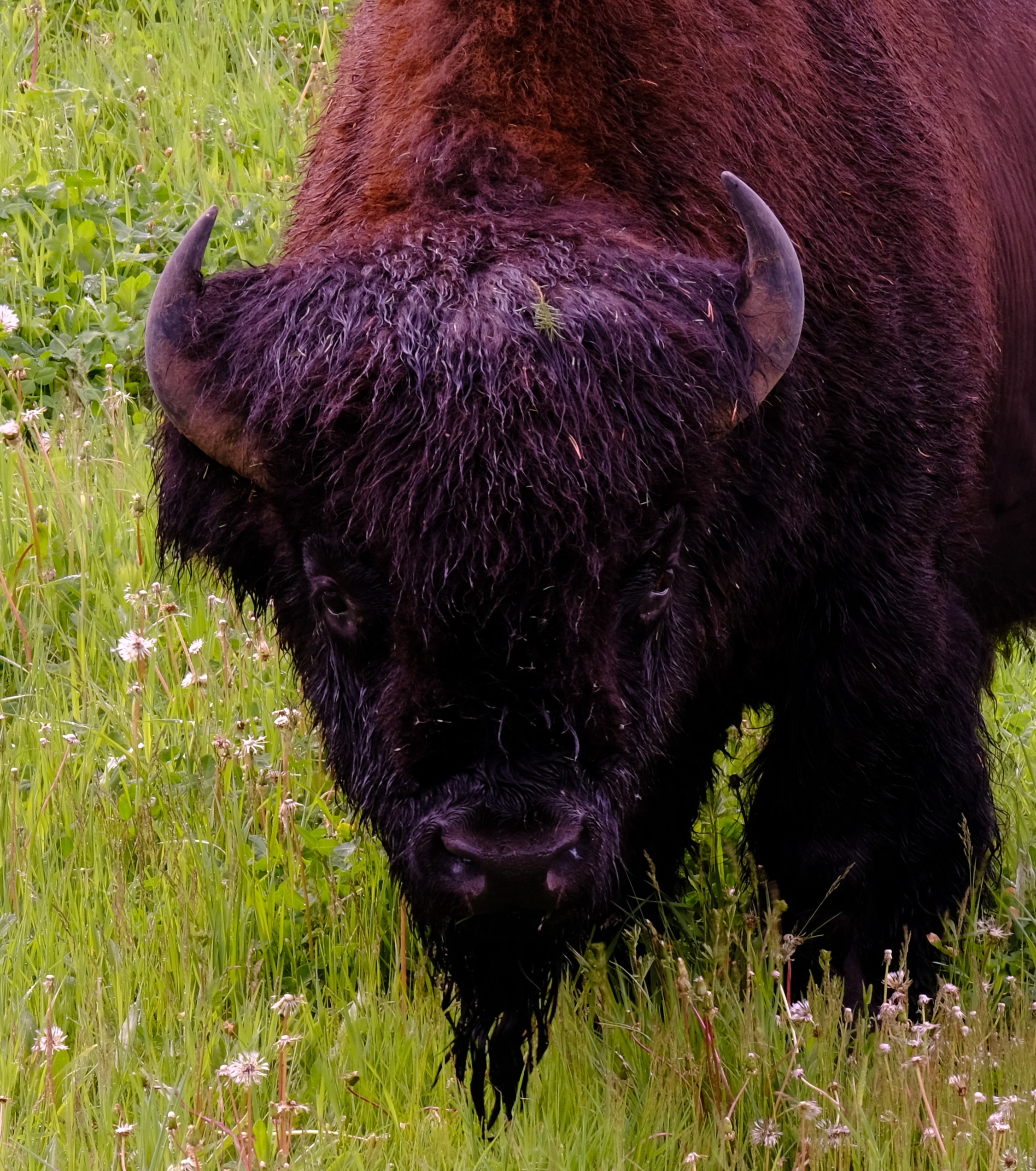 bison_1.jpg