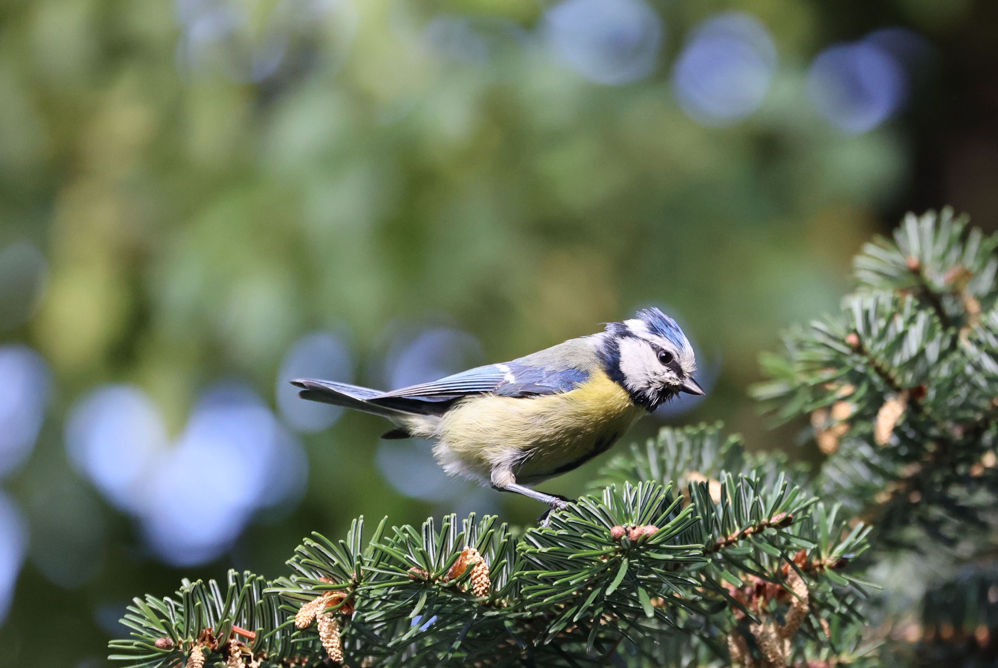 BlueTit.jpg