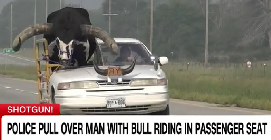 bull riding.jpg