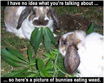 bunniesweed.jpg