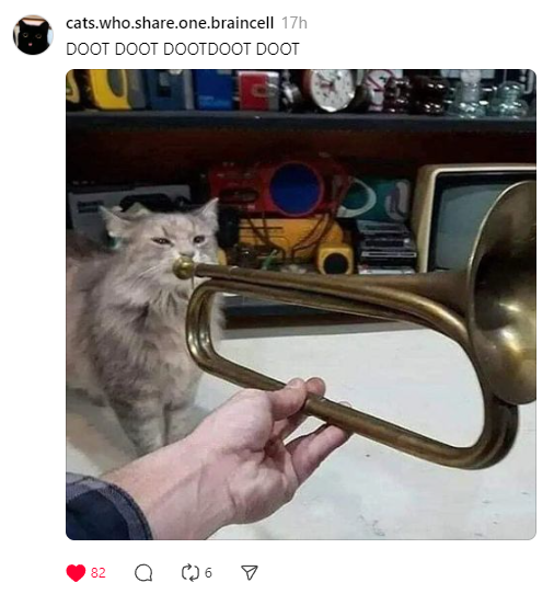 cat.PNG