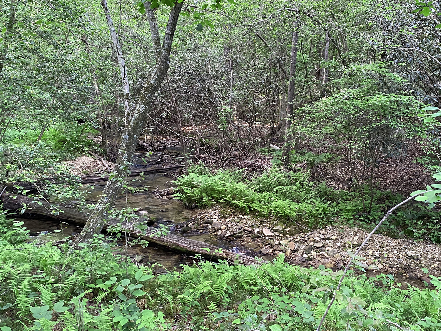 creek-ferns.jpg