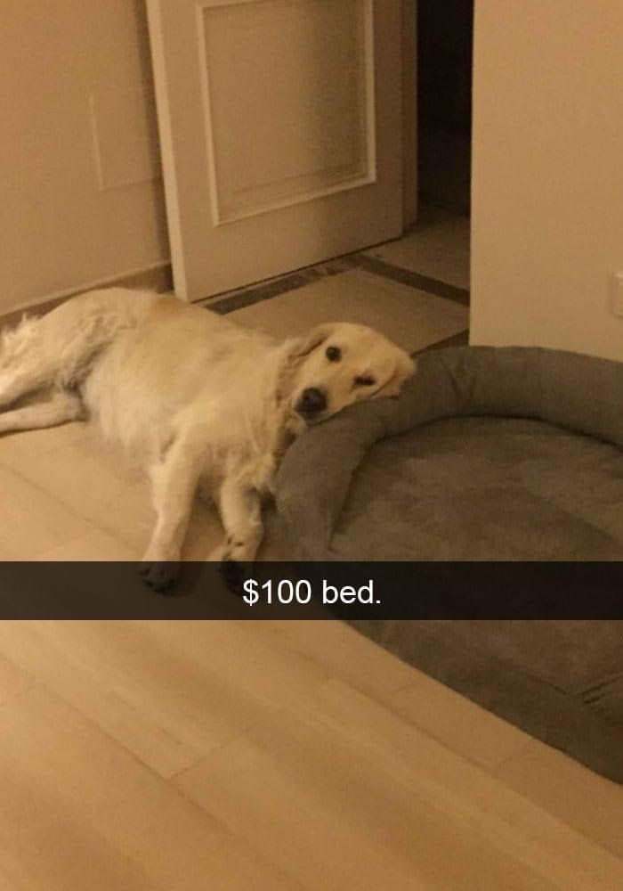 dog-100-bed.jpeg
