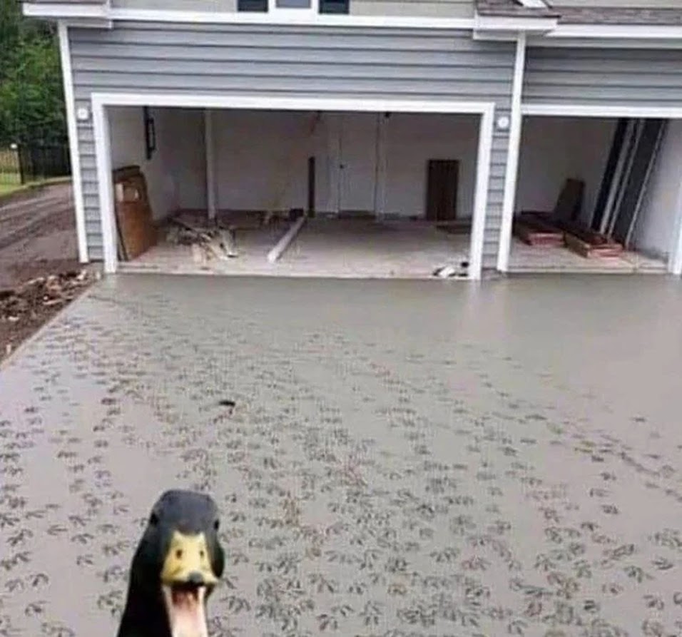 duckcrete.jpg