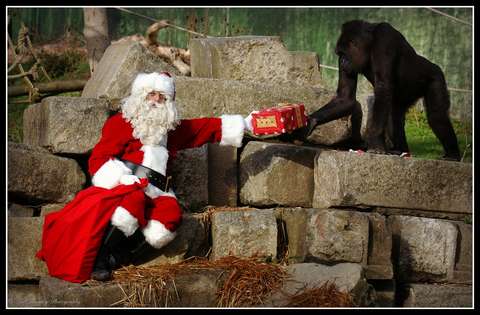 Father-Christmas-And-Gorilla-Presents-ScottRamseyPhotography-02.jpg