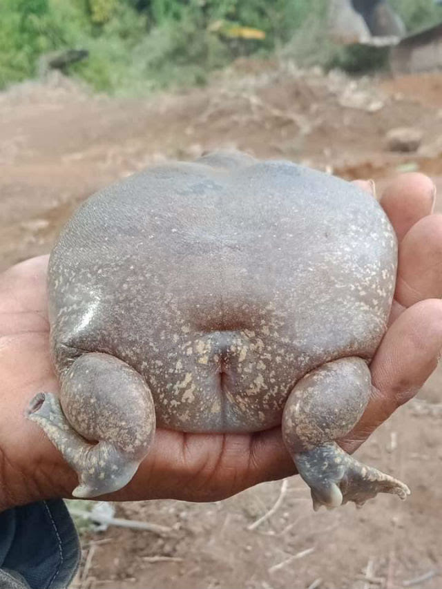 frogbuttfatass.jpg