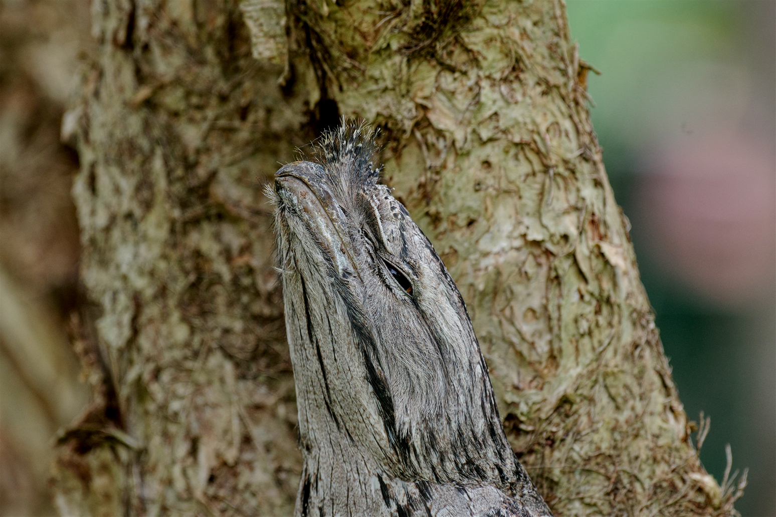 Frogmouth.jpg