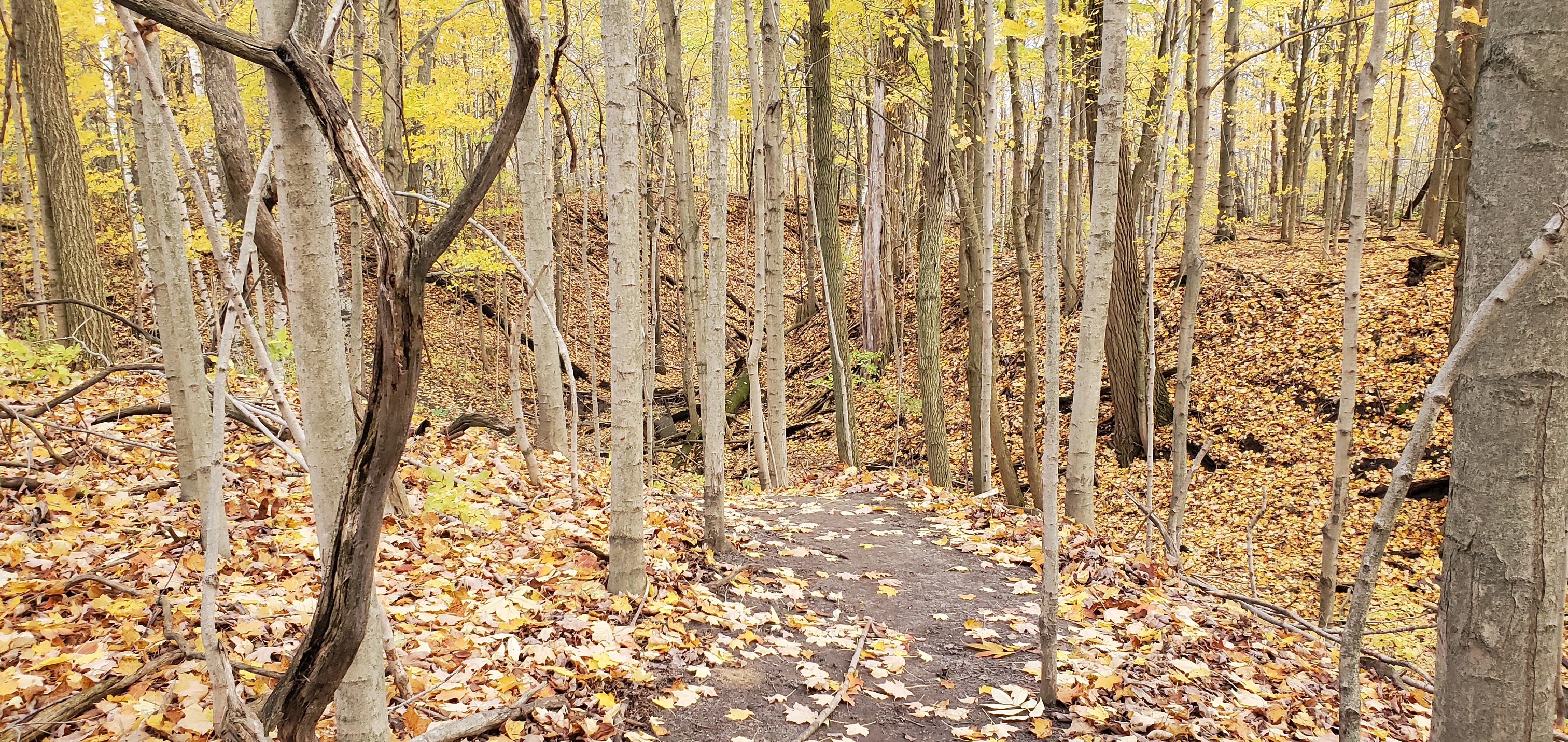 Georges Trail p3.jpg