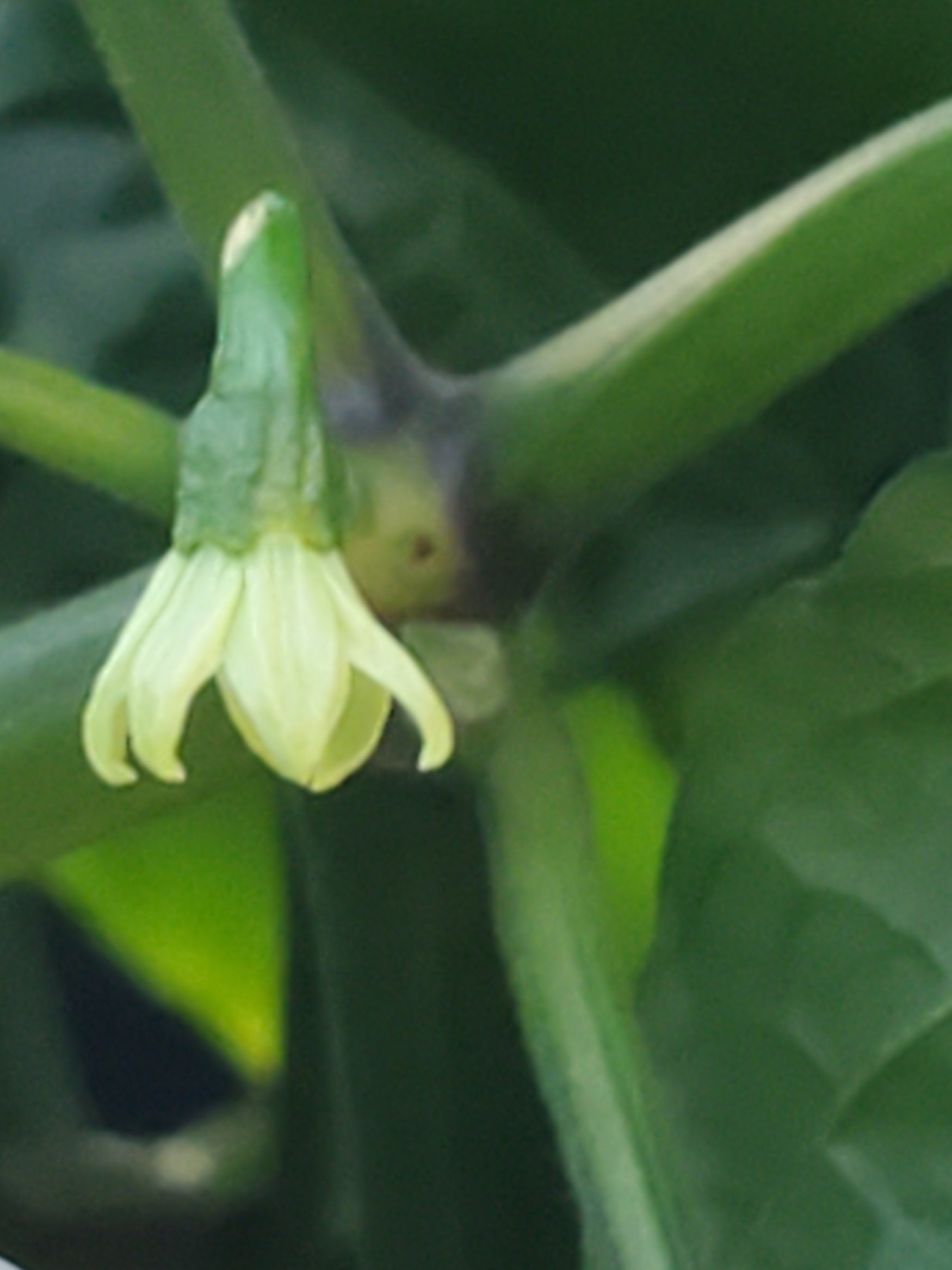 Ghost Pepper flower.jpg