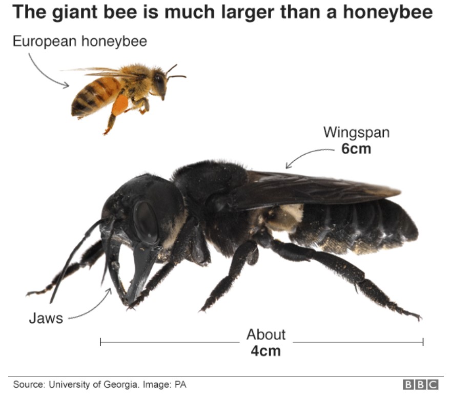 Giant-bee.jpg