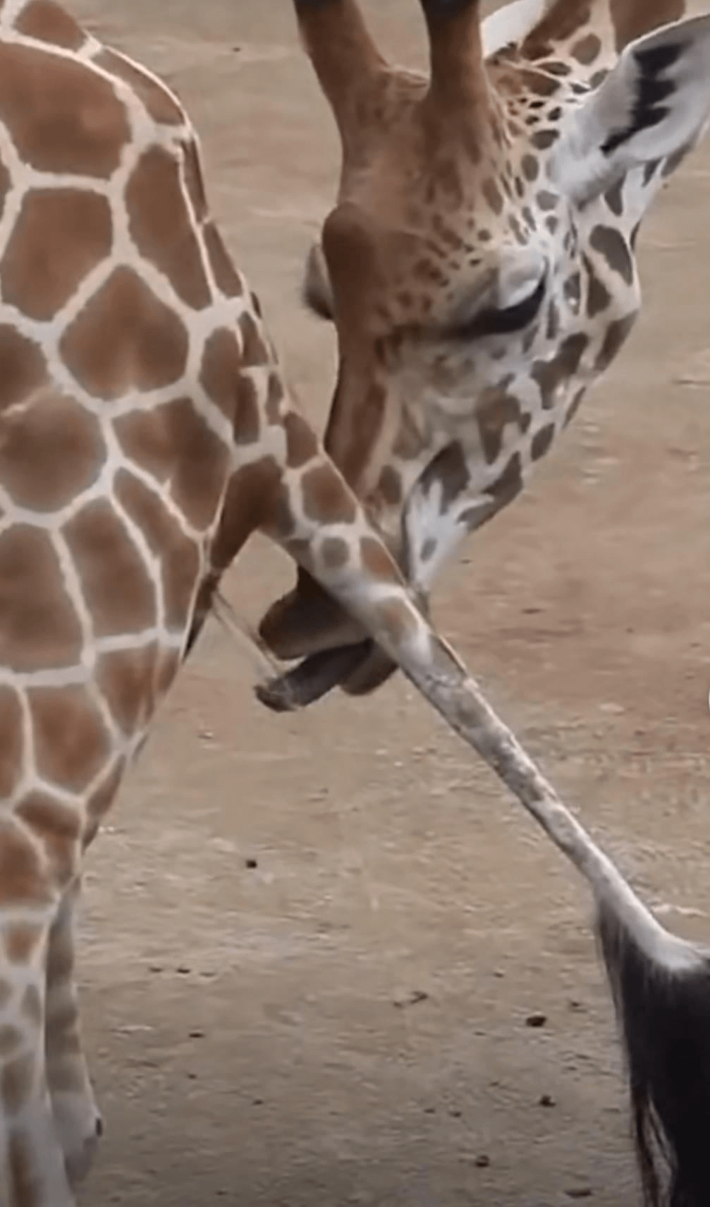 interesting-fact-male-giraffe-tastes-female-urine-to-see-if-v0-t5uq2kpvcjsd1.png