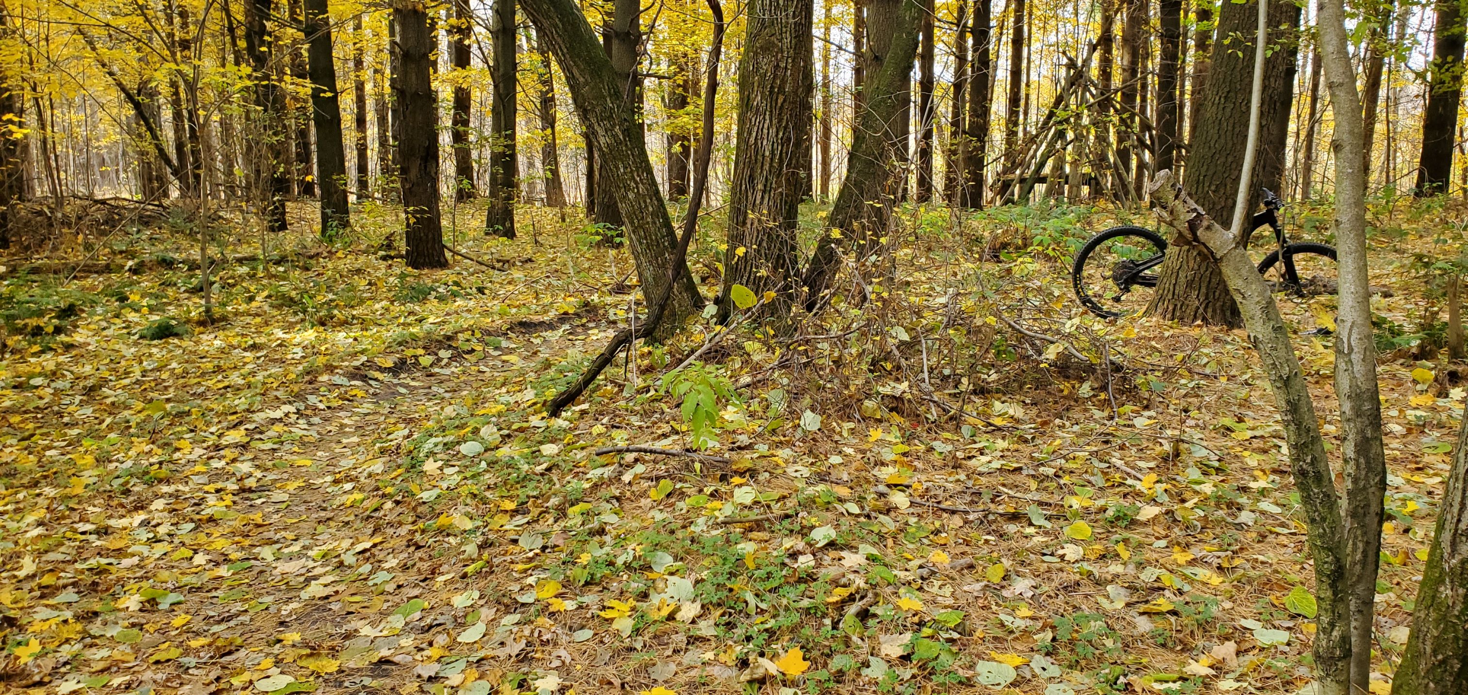 Leaves and PineStraw.jpg