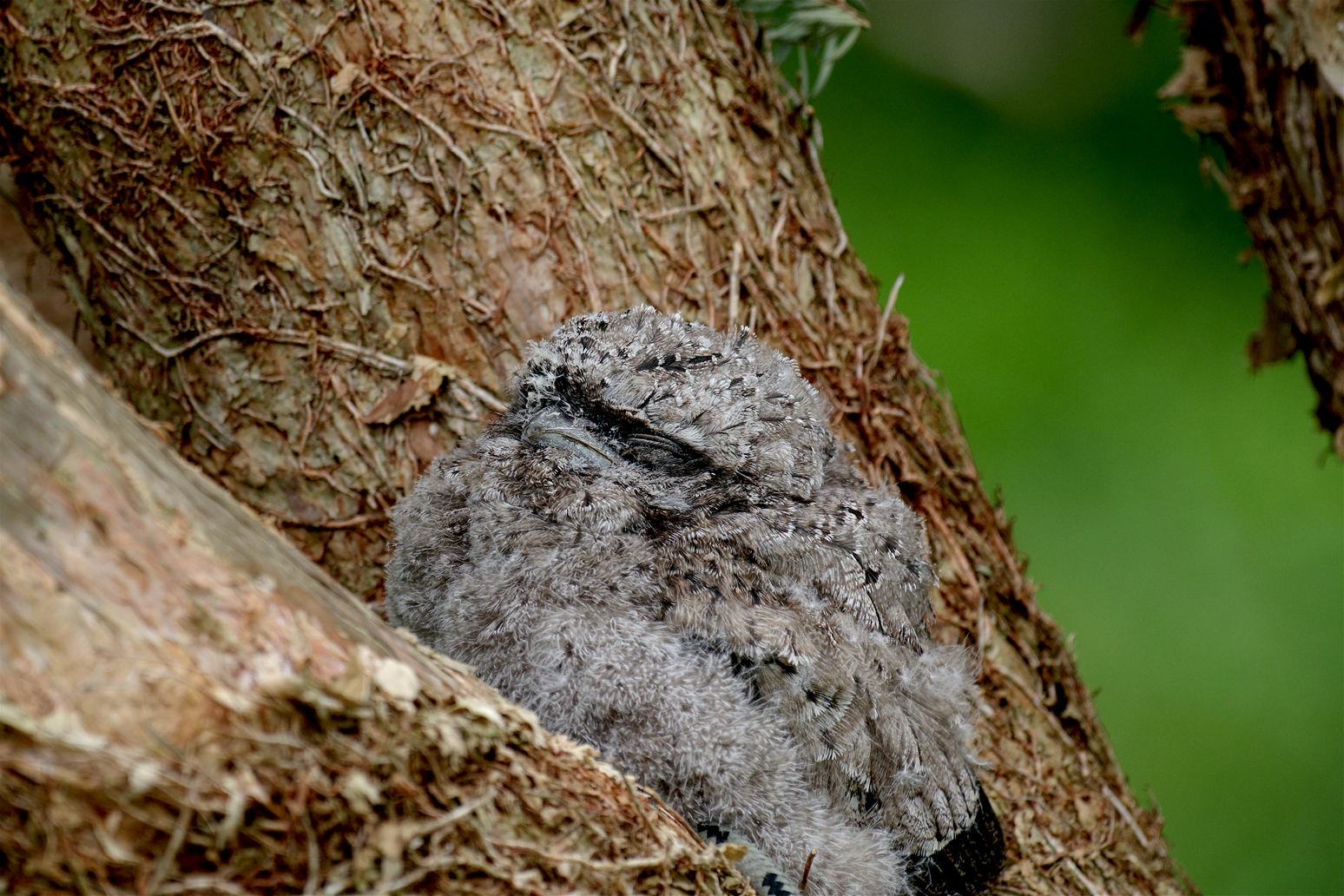 Little Frogmouth.jpg