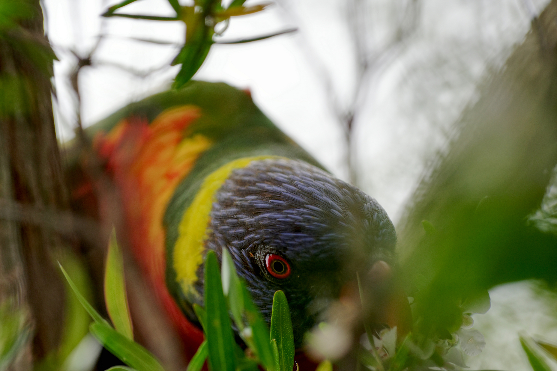 Lorikeet.jpg