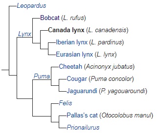 lynx taxonomy.jpg