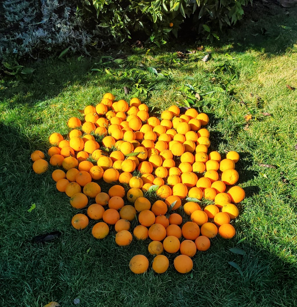 Navel oranges.jpg