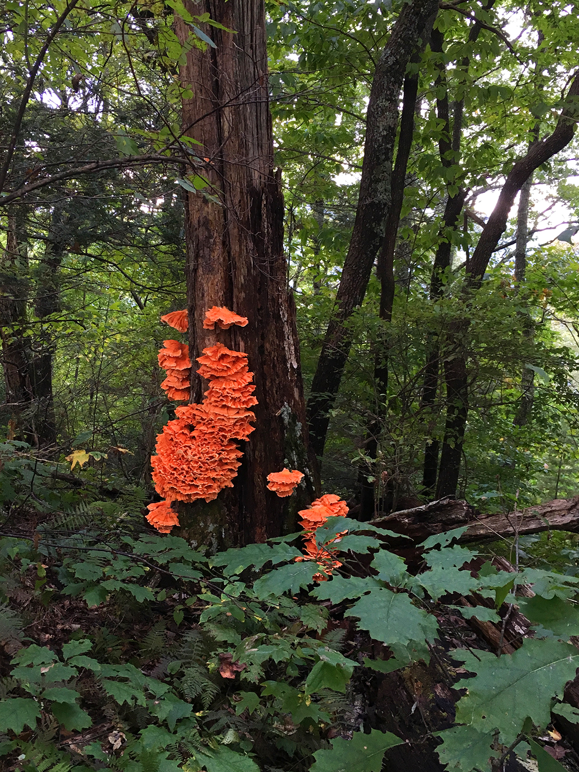 orange-mushroom.jpg