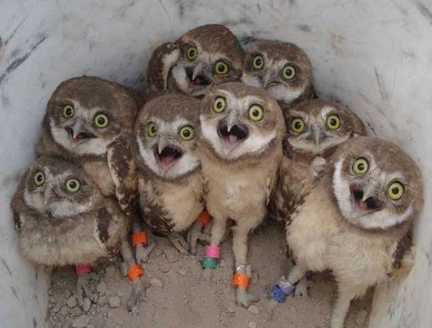 owls whut.jpg