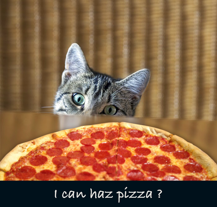 pizza-cat-meme.jpg