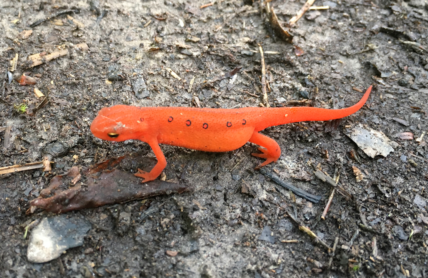 red-salamander.jpg