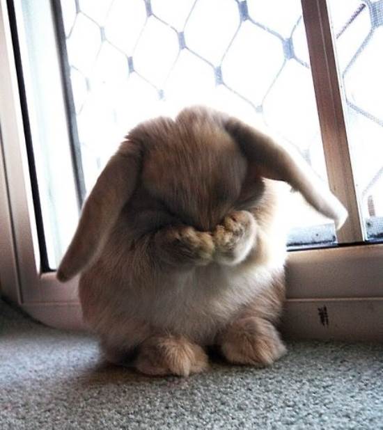 sad bunny.jpg
