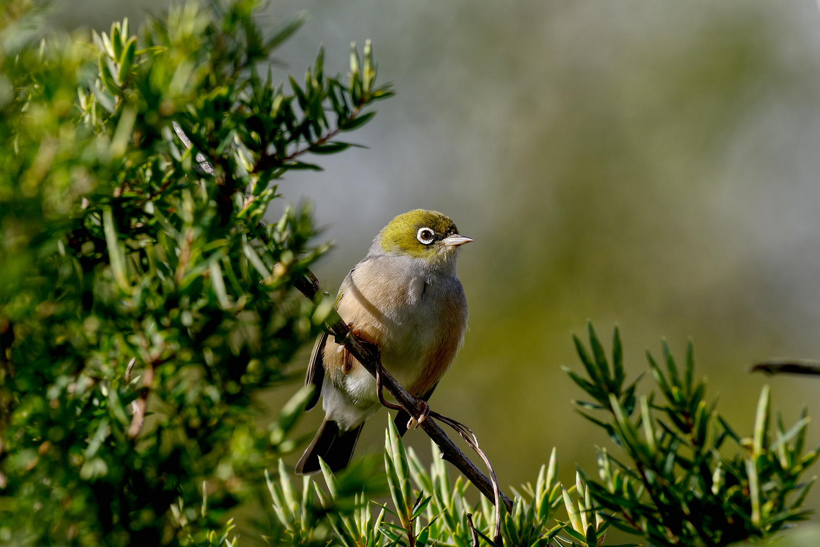 Silvereye 2.jpg