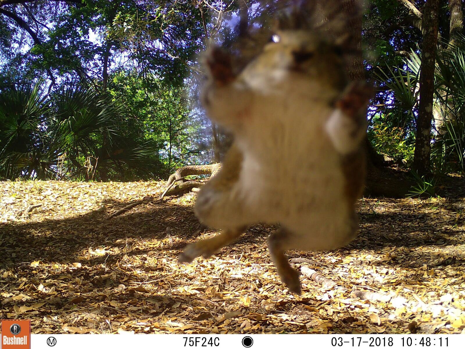 squirrelcam.jpg