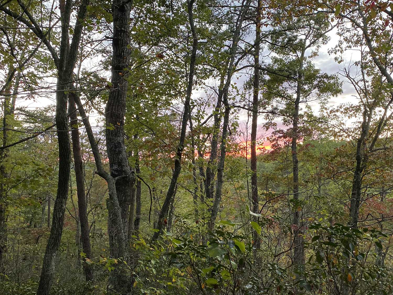 sunset-trees.jpg