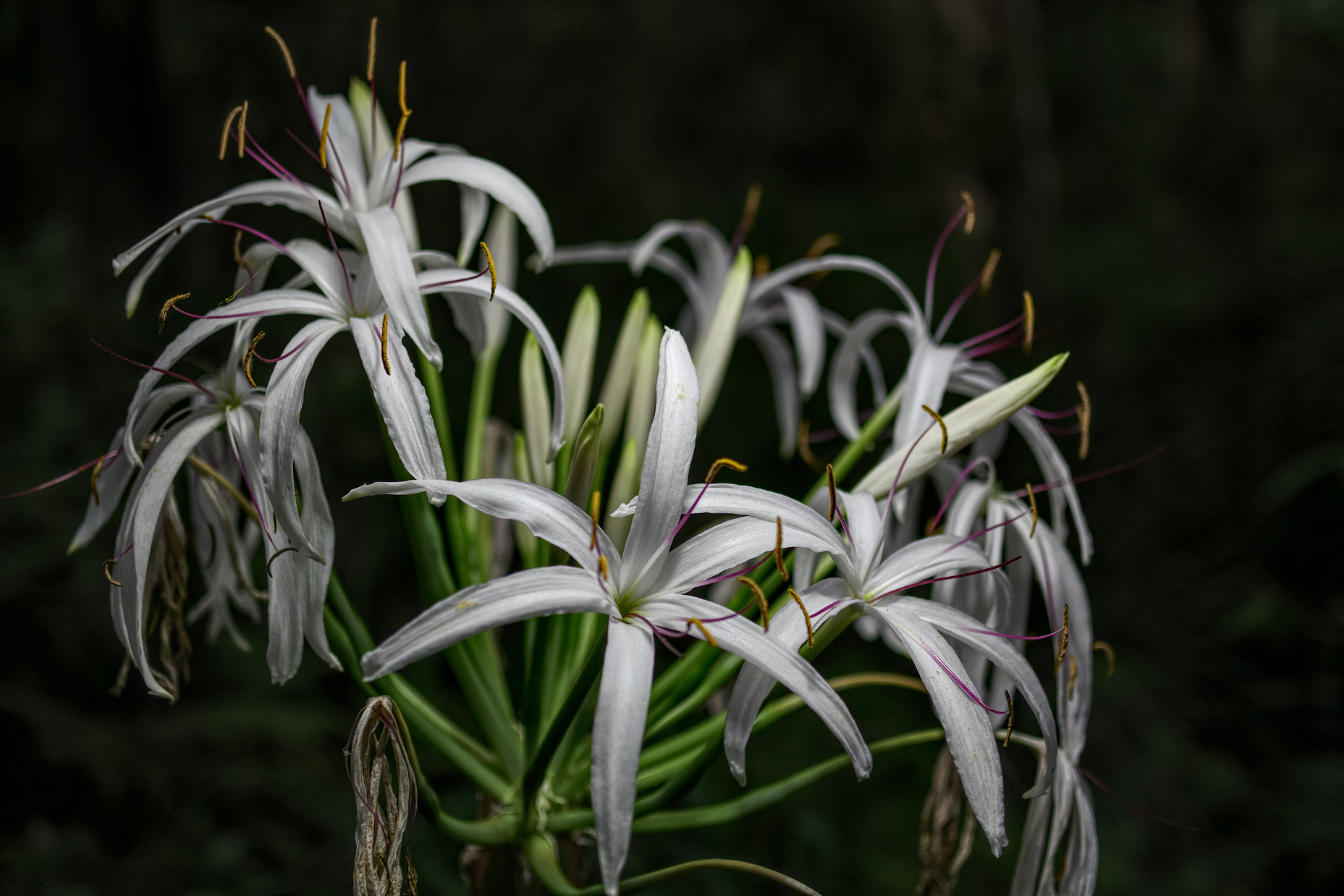 Swamp Lily Evening.jpg