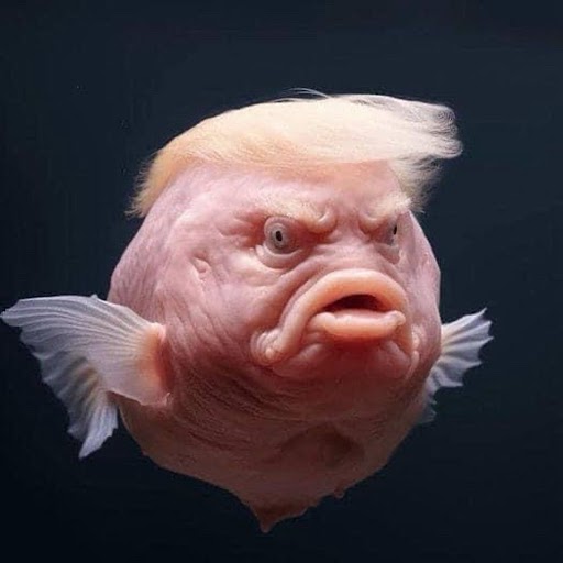 trumpfish.jpg