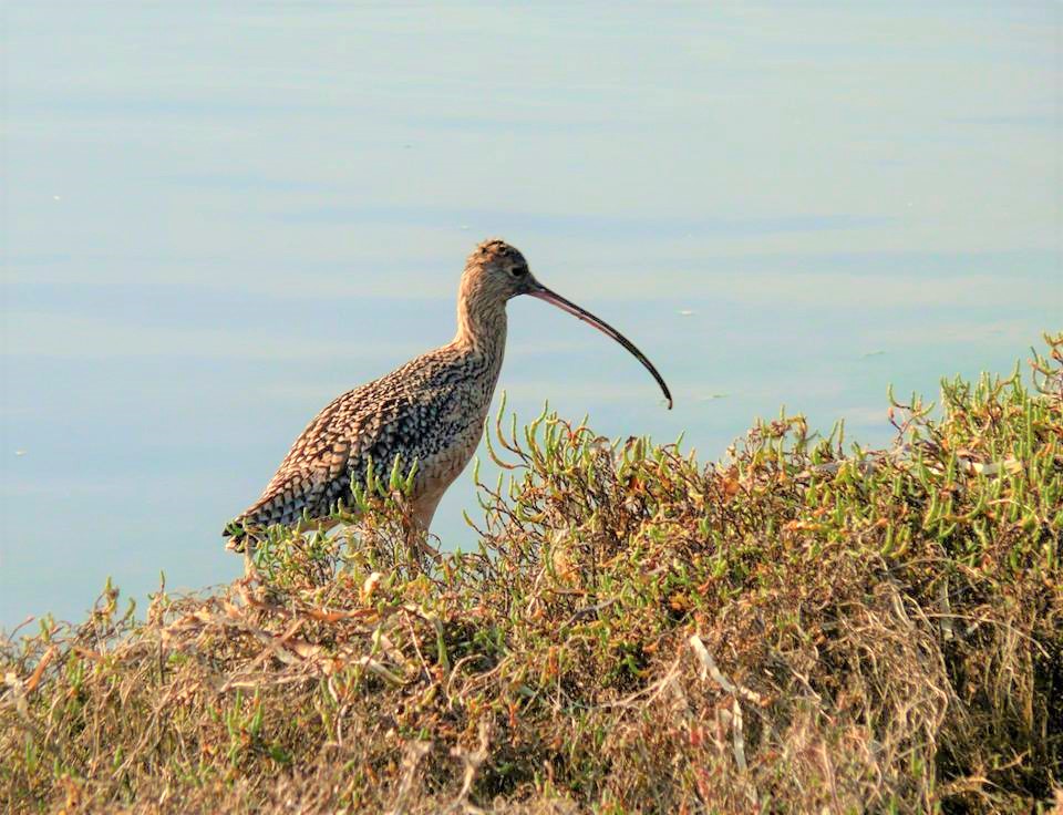 whimbrel.jpg