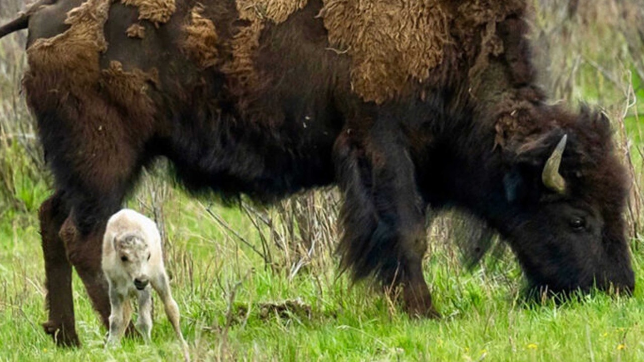 white-buffalo-3-6-10-24.jpg