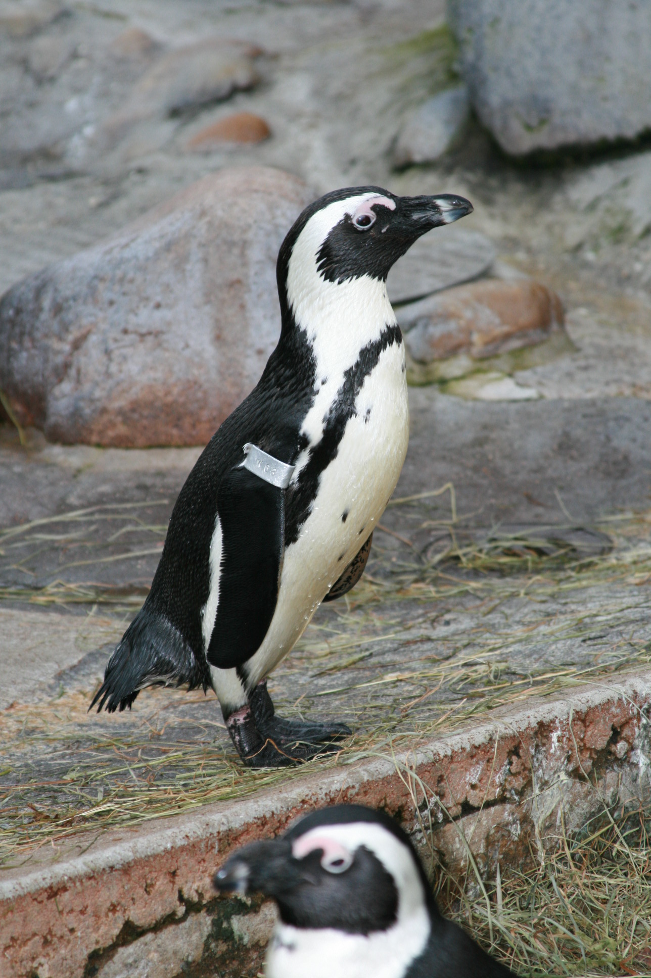 Winter Wilhelma Zoo and sledding 007.JPG