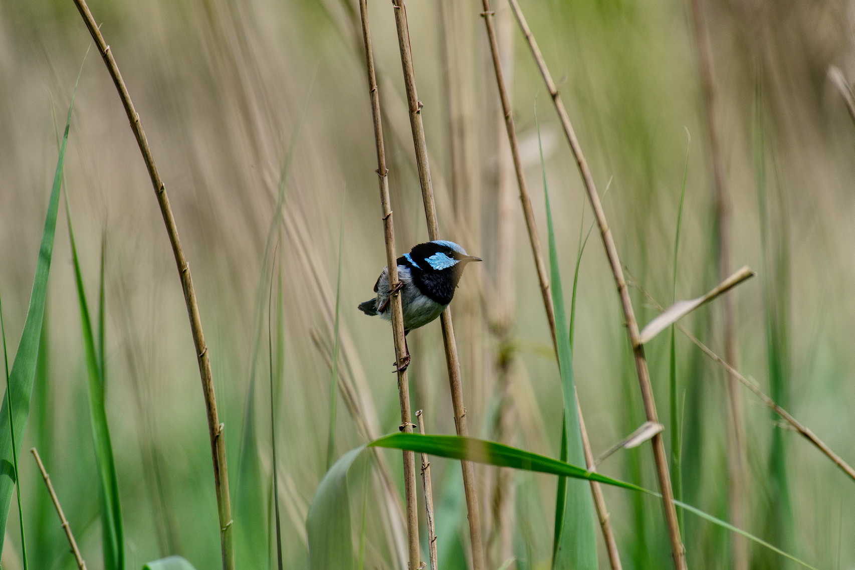 Wren_033318.jpg