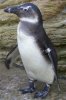 capt.lon80312201723.britain_stolen_penguin_lon803[1].jpg