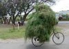 grass bike.jpg