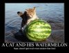 WatermelonCat.jpg
