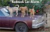redneck car alarm.jpg