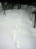 tracks_snow_trail.jpg