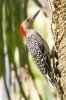 red headed woodpecker.jpg