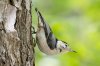 white breasted nuthatch.jpg