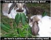 bunniesweed.jpg