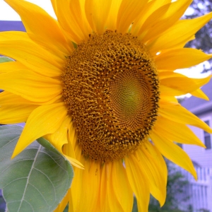 My Sunflower Pic